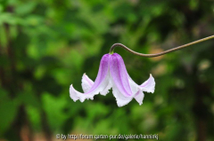 Clematis 'Benedikt'