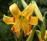 Lilium parryi