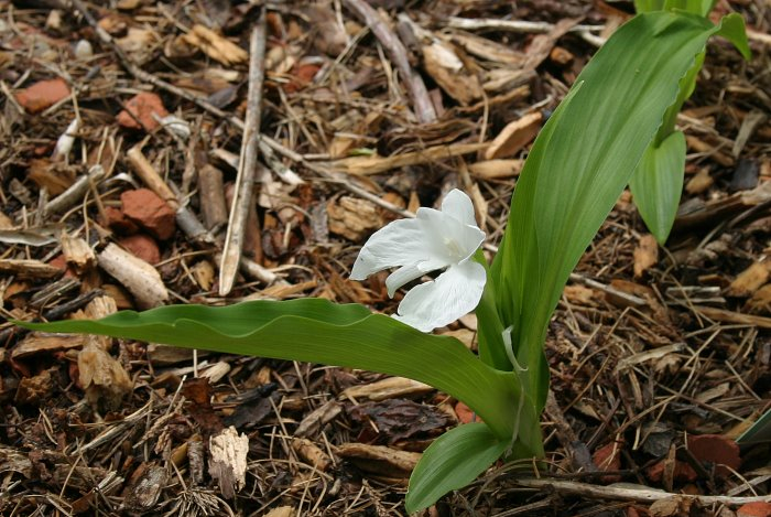 Roscoea nepalensis