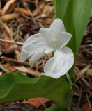 Roscoea nepalensis