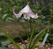 Lilium amoenum