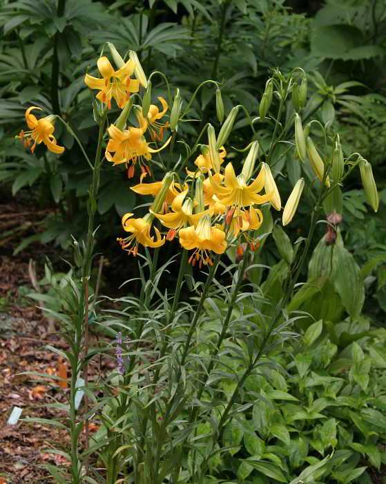 Lilium parryi