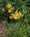 Lilium parryi