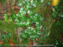 Hepatica nobilis var. nobilis