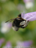 Hummel in Penstemonblüte