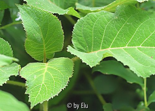Blatt von Hydrangea aspera ssp. robusta