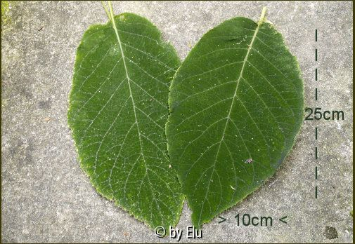 Blattgröße von Hydrangea aspera ssp. robusta