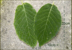 Blattgröße von Hydrangea aspera ssp. robusta