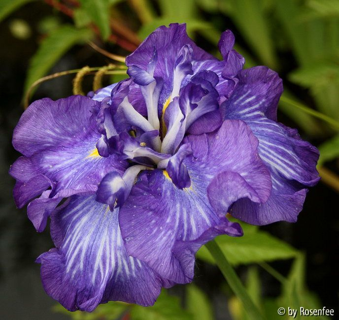 Iris ensata Electric Rays