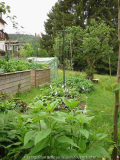 Gemüse Juni 2011 6.jpg