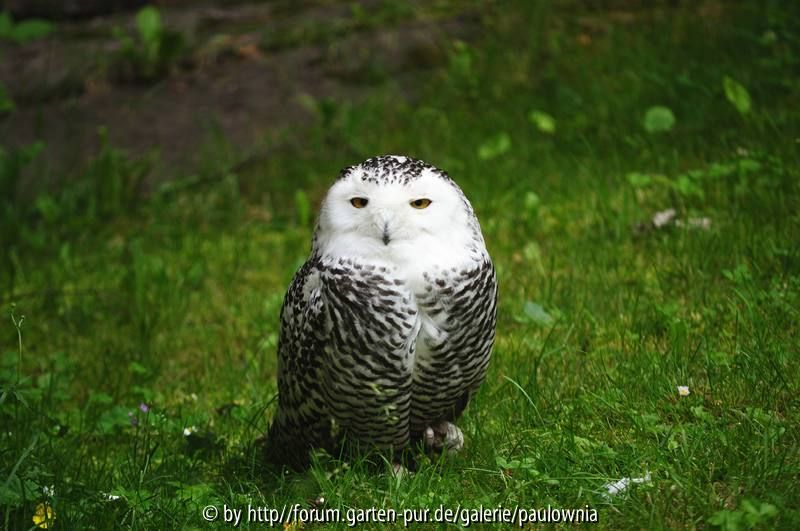 Schneeeule