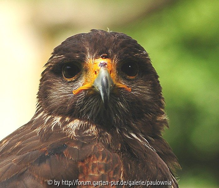Raubvogel