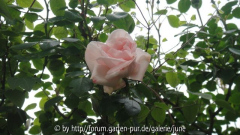 New Dawn 2010