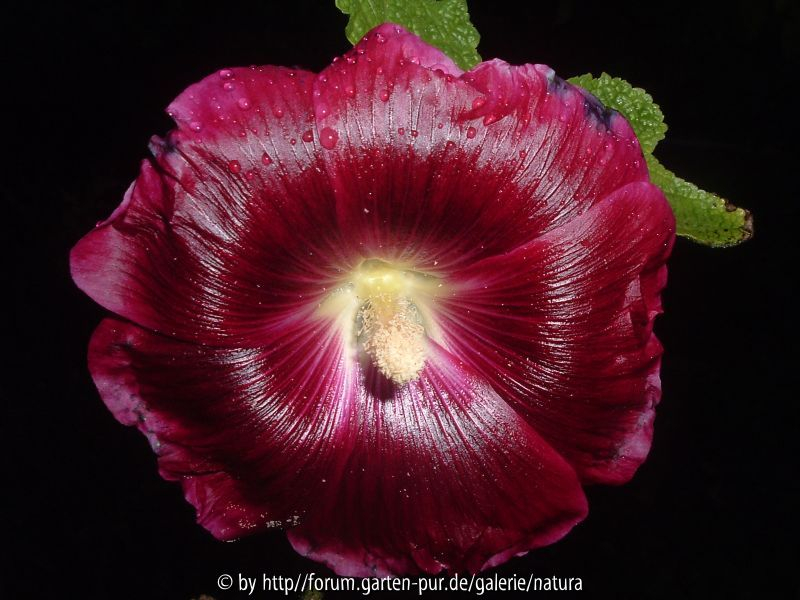 Stockrose
