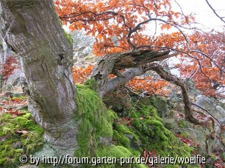 Buche an der Huenselburg /Edersse Nordseite