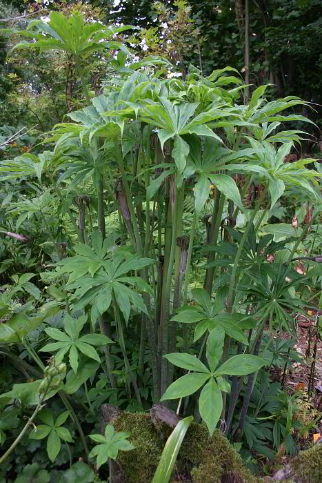Arisaema ciliatum