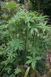 Arisaema ciliatum