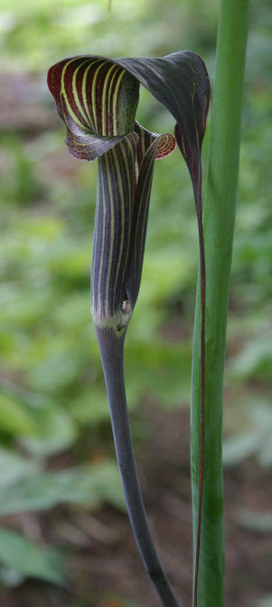Arisaema consanguineum