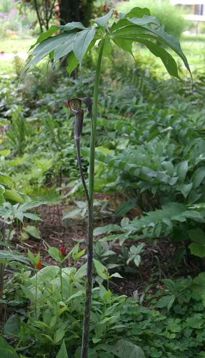 Arisaema consanguineum