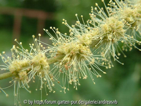Castanea pumila / Nahaufnahme