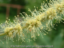 Castanea pumila / Nahaufnahme