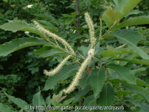 Castanea pumila