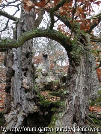 Knorreichenstieg edersee bizarre Traubeneichen