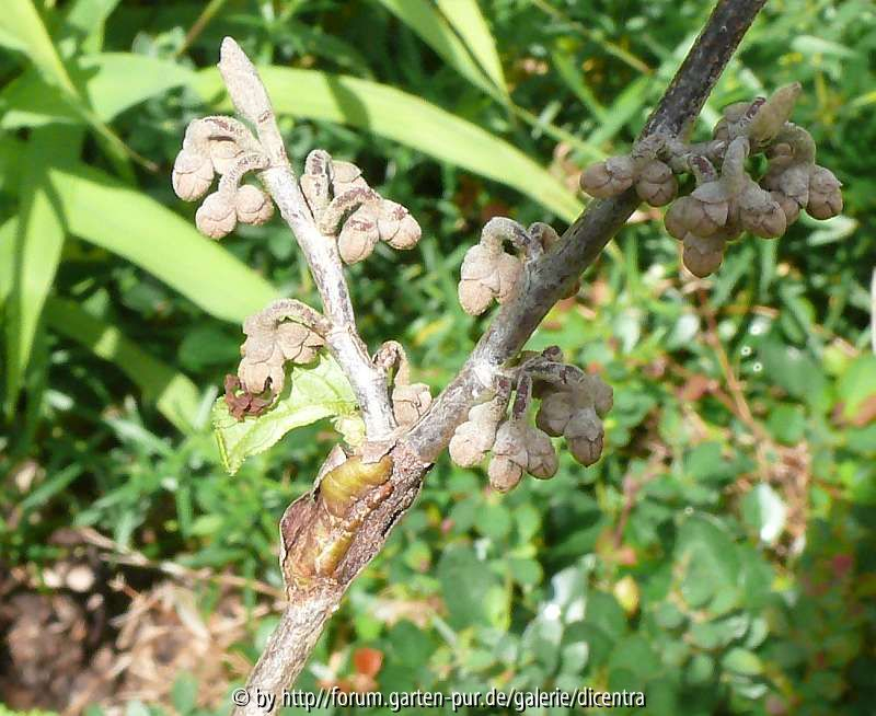 Hamamelis Schadbild 5