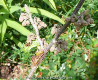 Hamamelis Schadbild 5