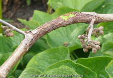 Hamamelis Schadbild 4