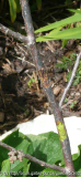 Hamamelis Schadbild 2