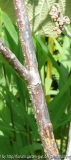 Hamamelis Schadbild 1