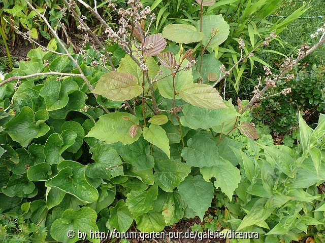 Hamamelis durchgetriebene Unterlage