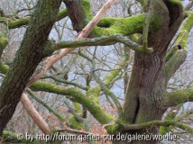 Astgewirr der Traubeneichen am Edersee