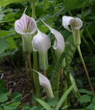 Arisaema candidissimum