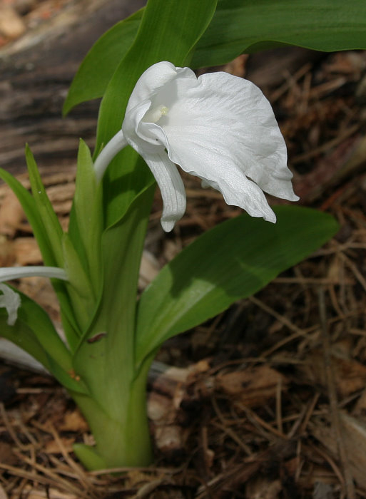 Roscoea nepalensis