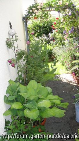 Hostas mit Bogen 2