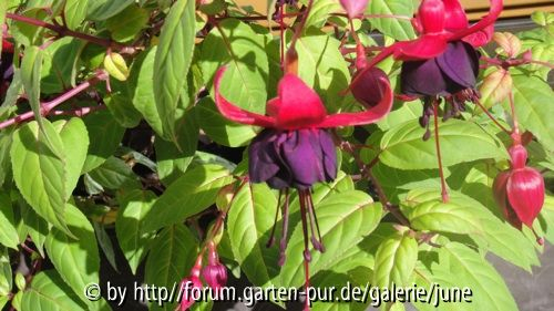 Fuchsie New Millenium 1