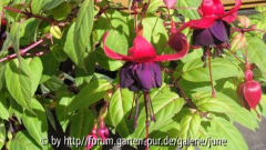 Fuchsie New Millenium 1