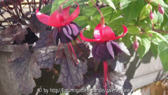 Fuchsie New Millenium 2