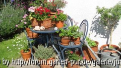 Kübelpflanzen 1