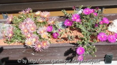 südseitige Blumenkisterln