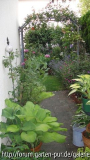 Hostas mit Bogen 3