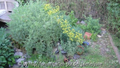 Kräuterspirale im Juni