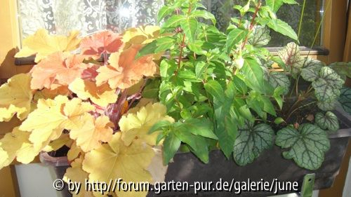 Fuchsie jet van der Kuylen 2011,04