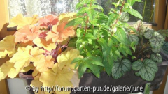 Fuchsie jet van der Kuylen 2011,04