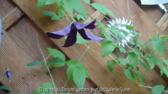 Black Prince