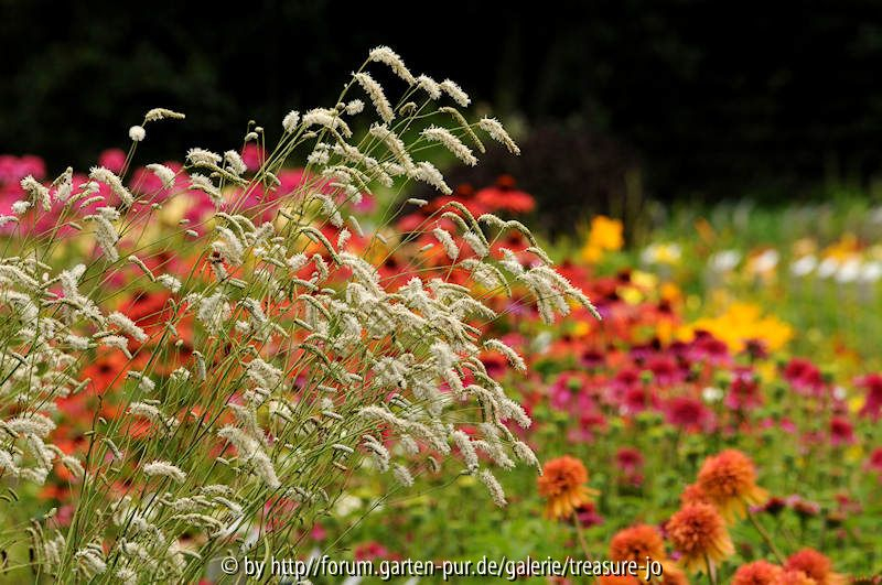 Sanguisorba 2011-06-26