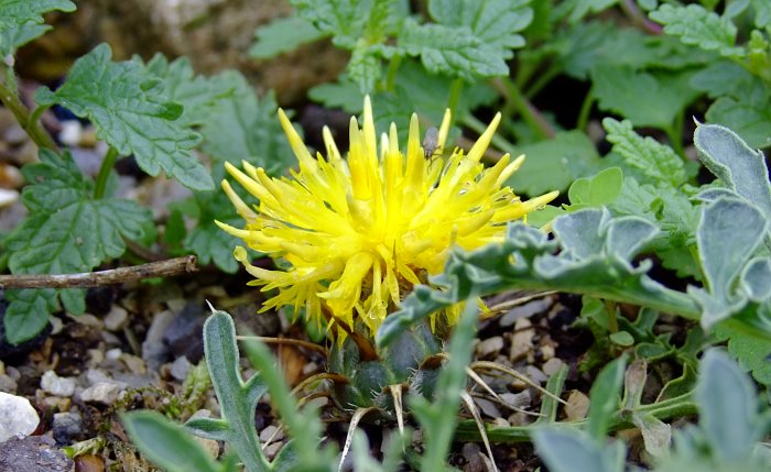 Centaurea pestalozzae