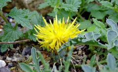 Centaurea pestalozzae